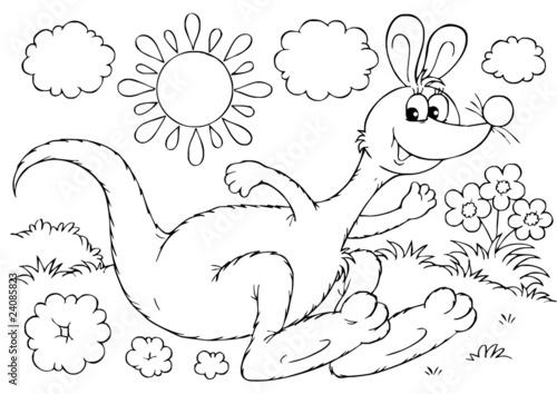 Kangaroo