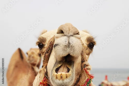 Fototapeta samoprzylepna Duży wielbłąd z otwartym pyskiem