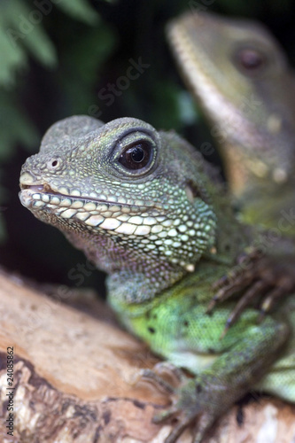 Green Iguana © Jolanta Mayerberg