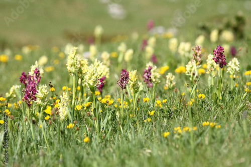 Elder-flowered Orchid (Dactylorhiza sambucina)