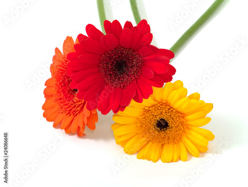 flowers of gerbera