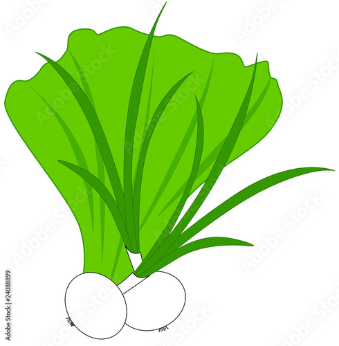 Green onions and lettuce