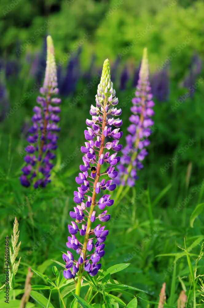 Fototapeta premium Lupine - lupin 09