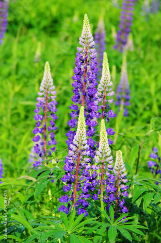 Lupine - lupin 07