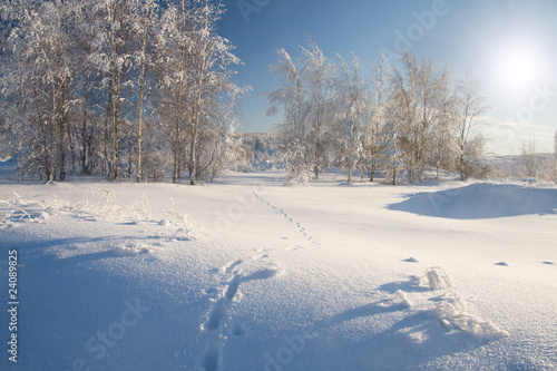 Winter park in snow