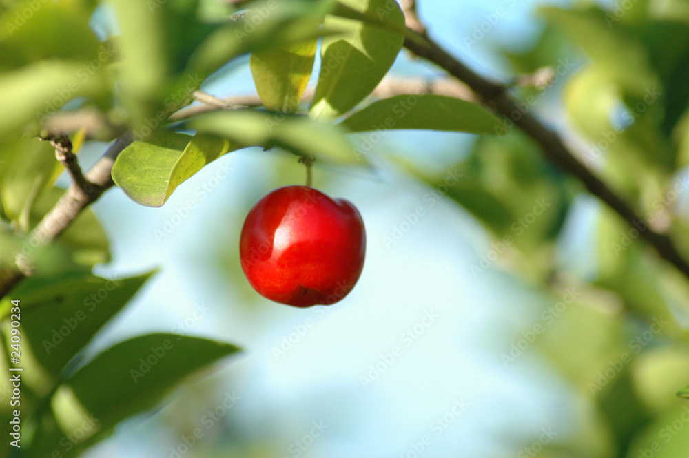 Red cherry ranging from tree branch