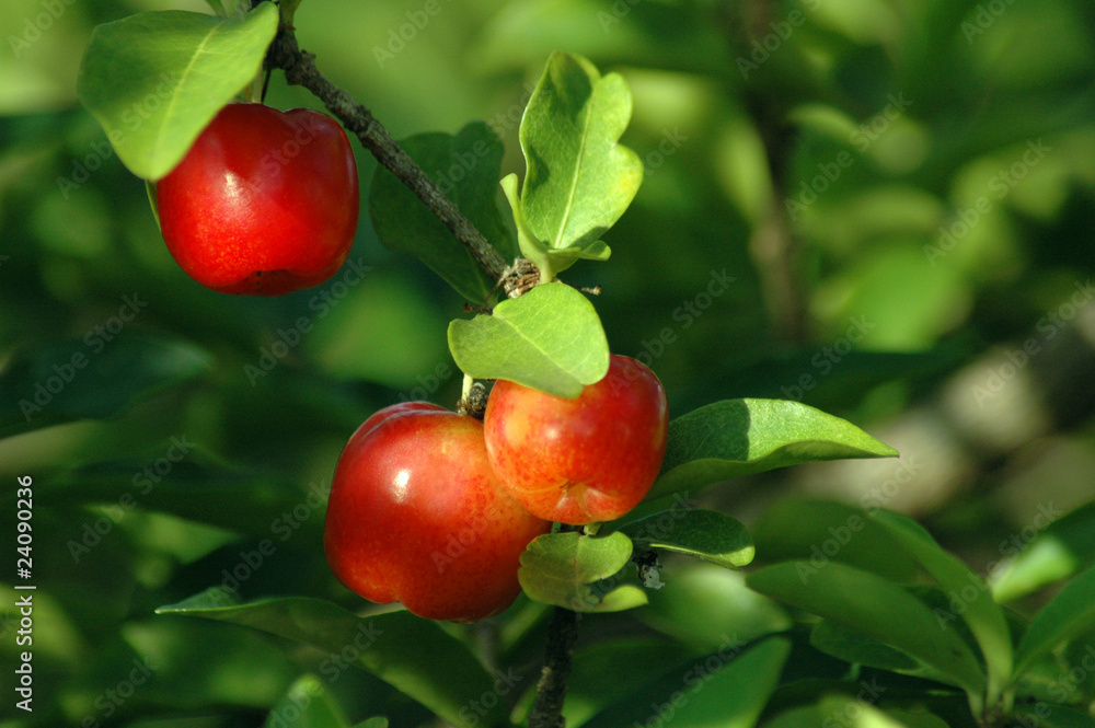 Red cherries ranging from tree branch