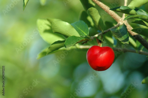 Red cherry on a tree branch