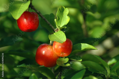 Red cherries ranging from tree branch