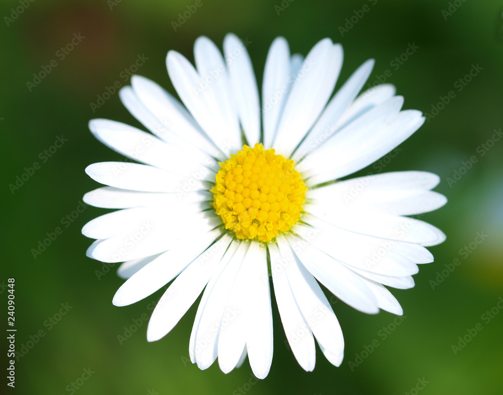 Fototapeta premium Daisy close-up