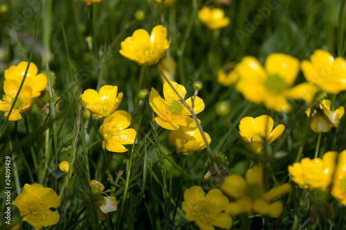 Fiori di campo