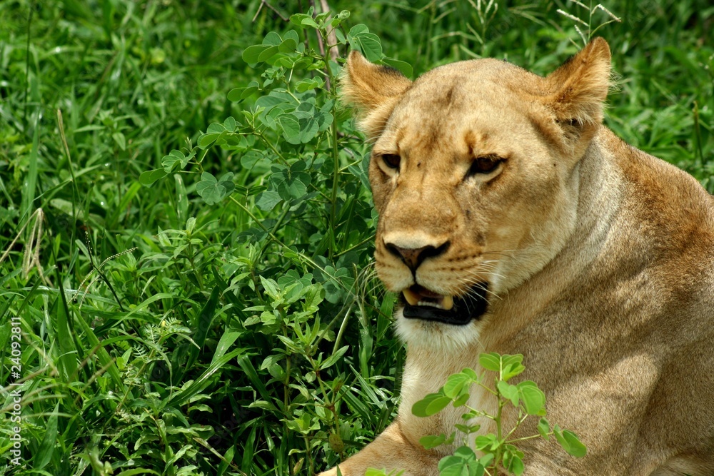 Obraz premium Leones