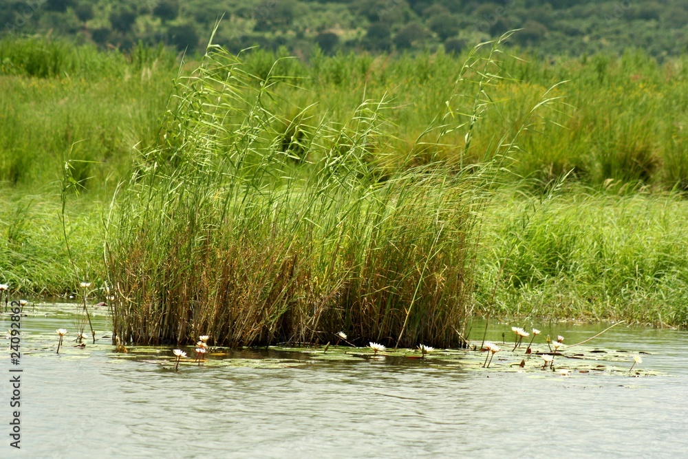 Fototapeta premium Chobe National Park