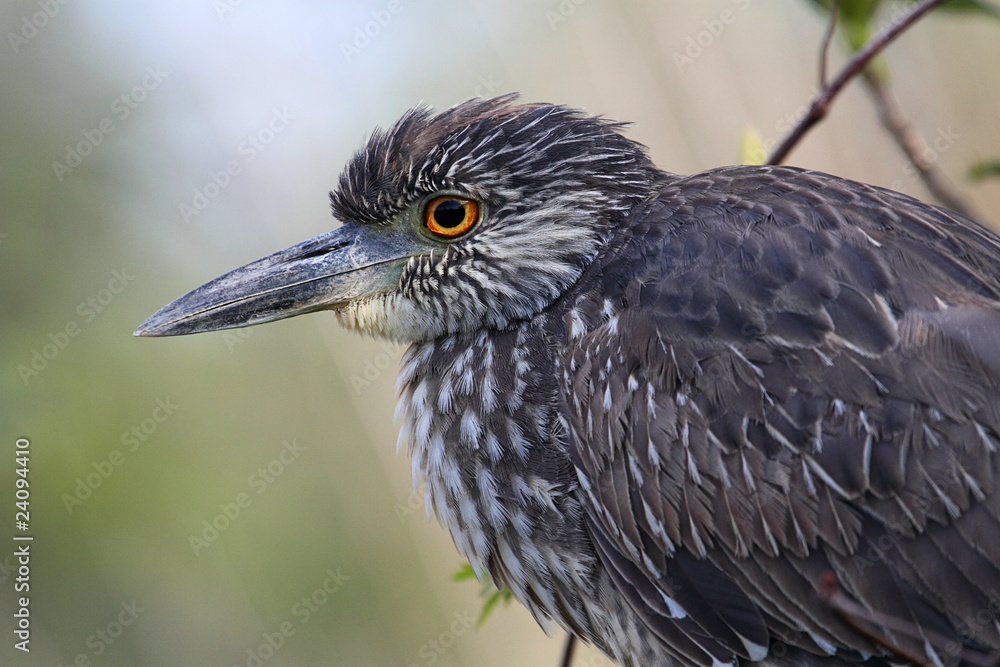 Black-crowned Night-Heron (Nycticorax nycticorax) Black-crowned Night-Heron (Nycticorax nycticorax)