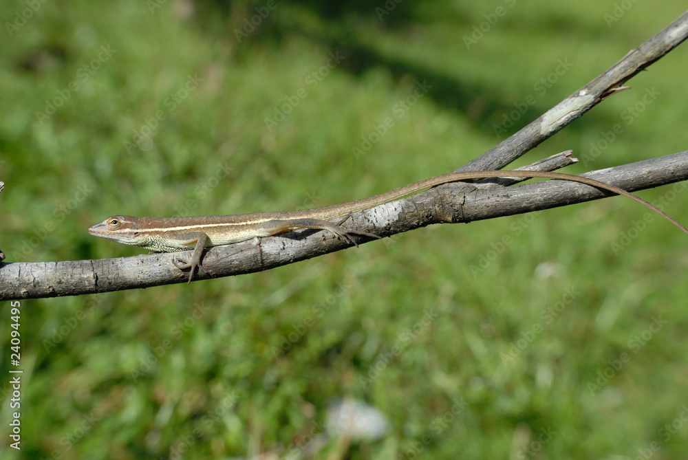 Anolis auratus - (Polychrotidae sauria) Anolis auratus - (Polychrotidae sauria)
