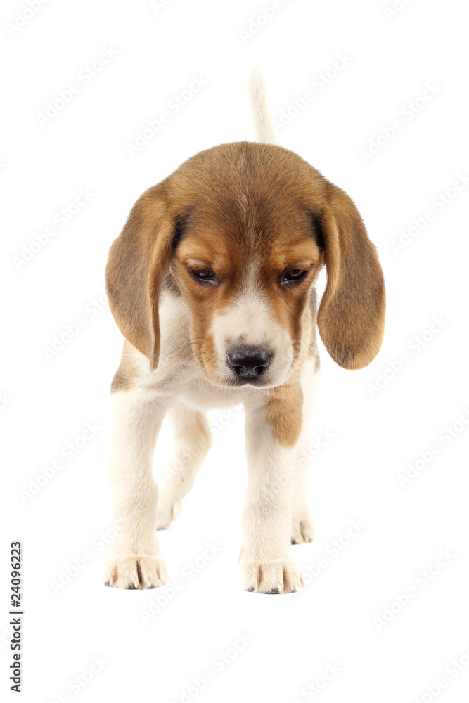 Beagle puppy Beagle puppy