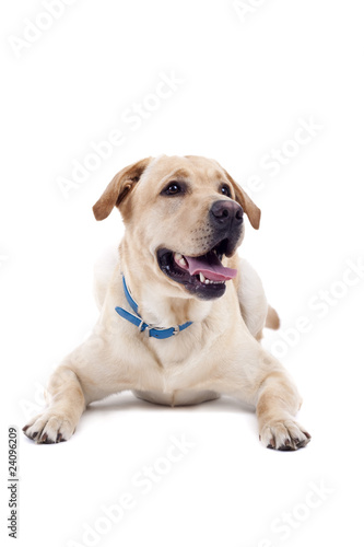 panting labrador