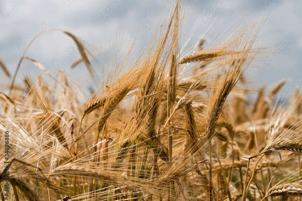 Fototapeta premium wheat ears