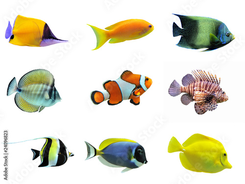 Fototapeta group of fishes