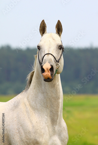 white purebred stallion