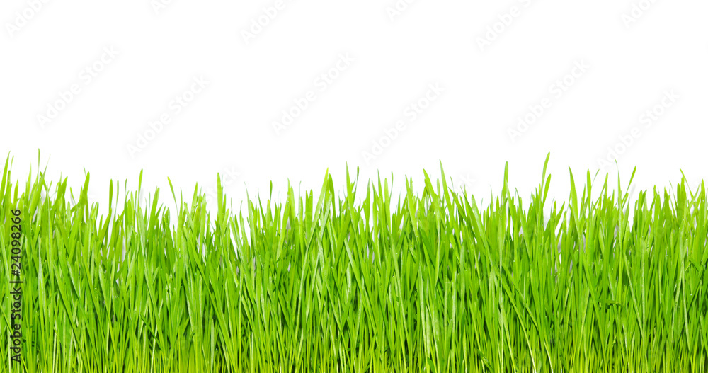 grass on white grass on white
