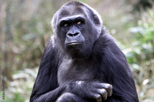 Gorilla (Weibchen) © Martina Berg
