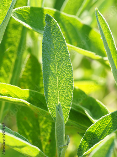 Salbei Blatt Nahaufnahme - Salvia officinalis photo