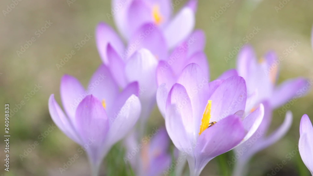 Bee in a crocus Bee in a crocus
