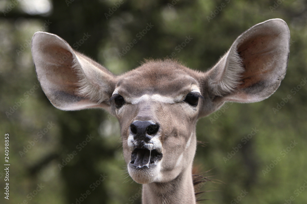 Großer Kudu (Kuh)