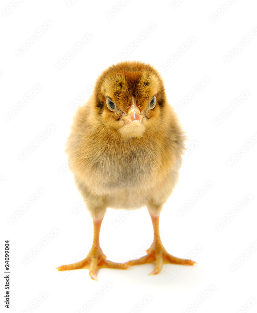 chicken chicken