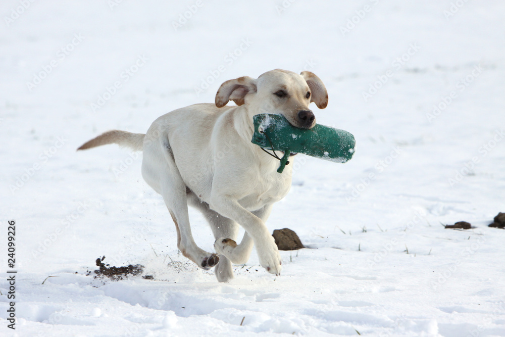 Spielender Labrador Retriever im Schnee