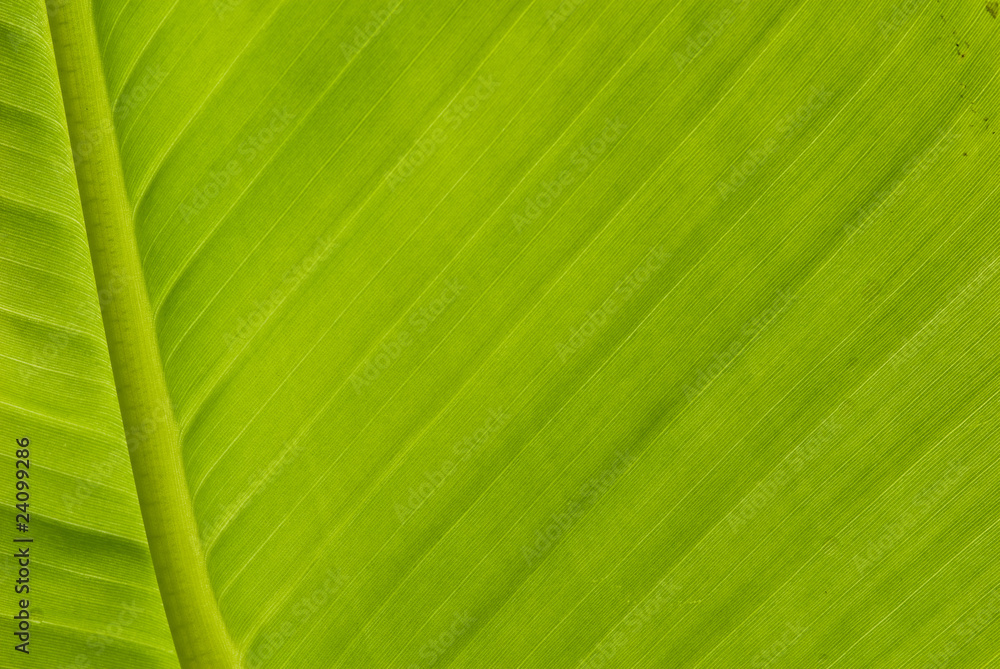 line of leaves banana tree