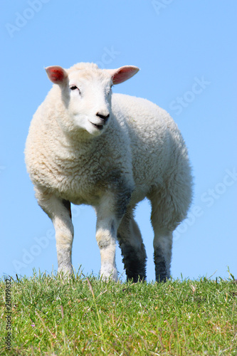 Lamm - Lamb