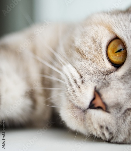 Close-up of a beautiful cat