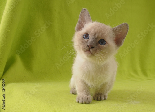 Tablou pe pânză TONKINESE, 45 GG.