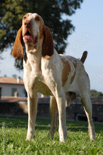 BRACCO ITALIANO