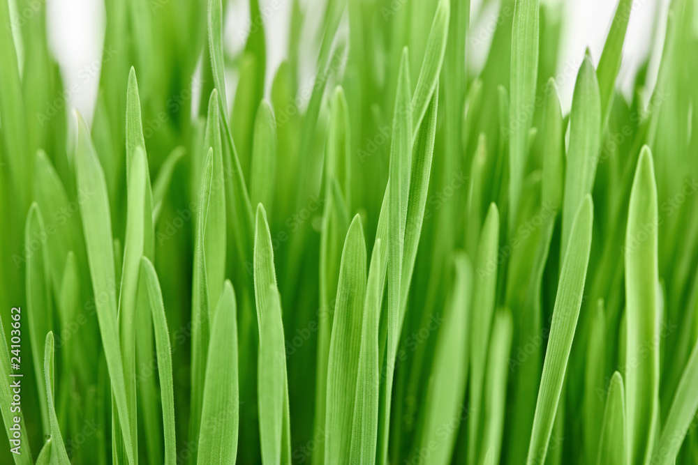 Fototapeta premium Fresh new green grass background