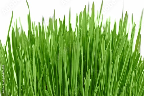 Fresh new green grass background