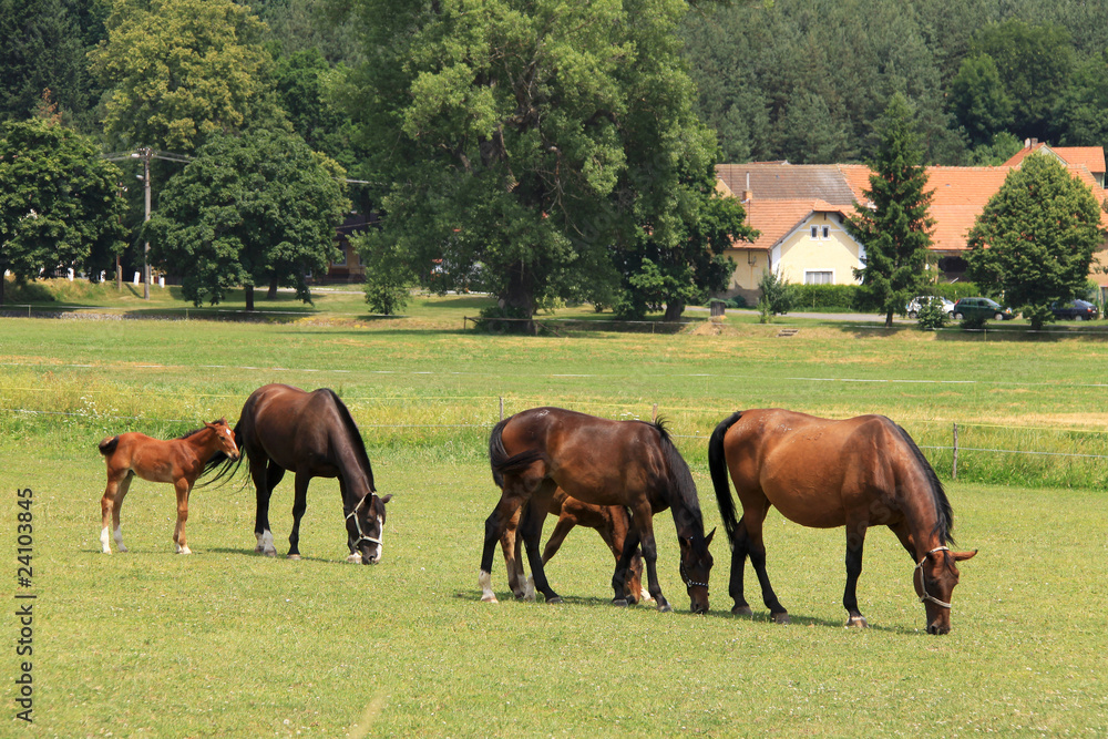 Grazing brown Horses on the green Pasture