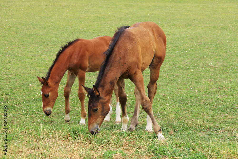 The little Foal with your Mother on the Pasture The little Foal with your Mother on the Pasture