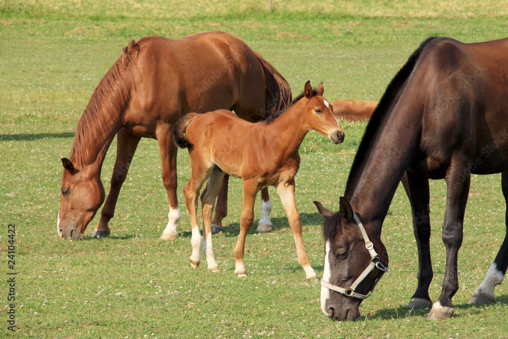 Fototapeta premium The little Foal with your Mother on the Pasture