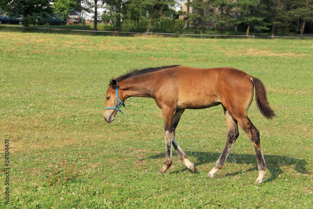 The little Foal on the Pasture The little Foal on the Pasture