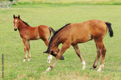 Little brown Foals © Kajano