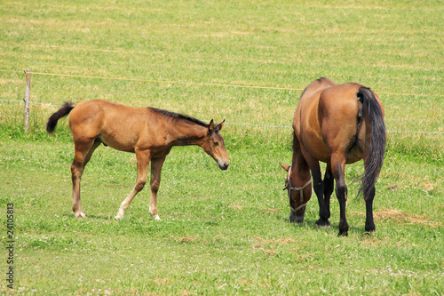 The little Foal with your Mother on the Pasture