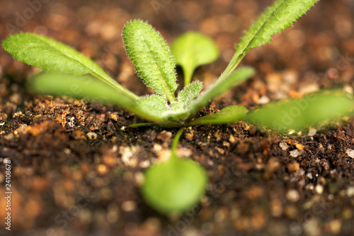 Arabidopsis - Makro photo