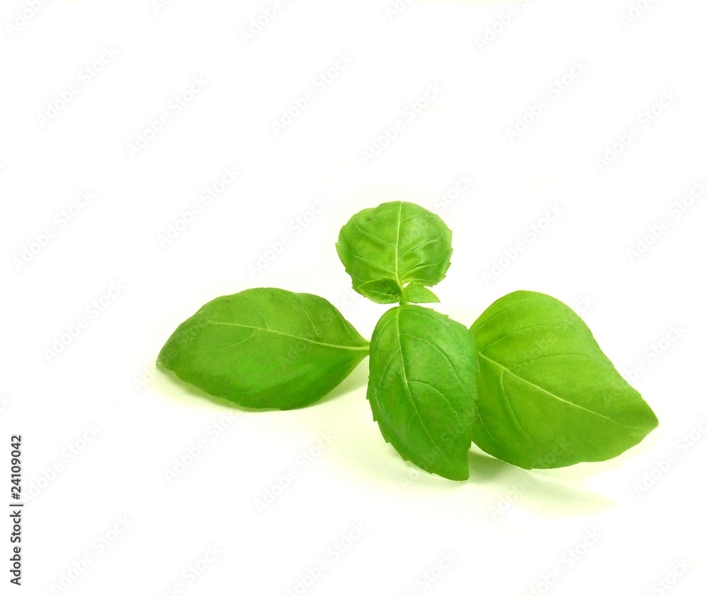 Leaves of basil Leaves of basil