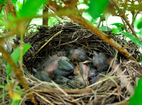 The  nestlings in a tree nest. © mirvav