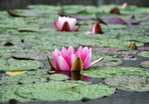 Tableau sur toile water-lily