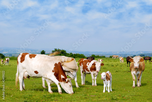 cows and calf on pasture