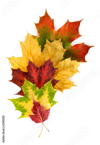 Bunte Komposition mit Herbstblättern